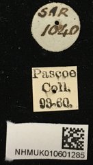Amechana nobilis • All Rights Reserved Museum Label