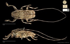 Anancylus griseatus • © Ang Yuchen • CC BY 4.0