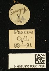 Anancylus griseatus • All Rights Reserved Museum Label