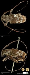 Anancylus socius • © Ang Yuchen • CC BY 4.0