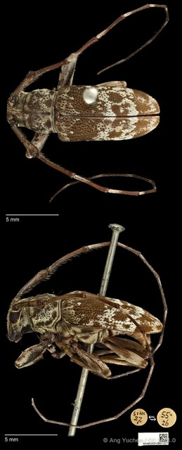 Anancylus socius • © Ang Yuchen • CC BY 4.0