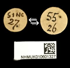 Anancylus socius • All Rights Reserved Museum Label