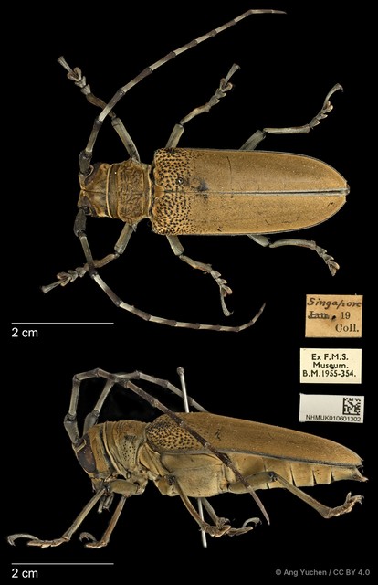 Apriona flavescens • © Ang Yuchen • CC BY 4.0