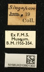 Apriona flavescens • All Rights Reserved Museum Label