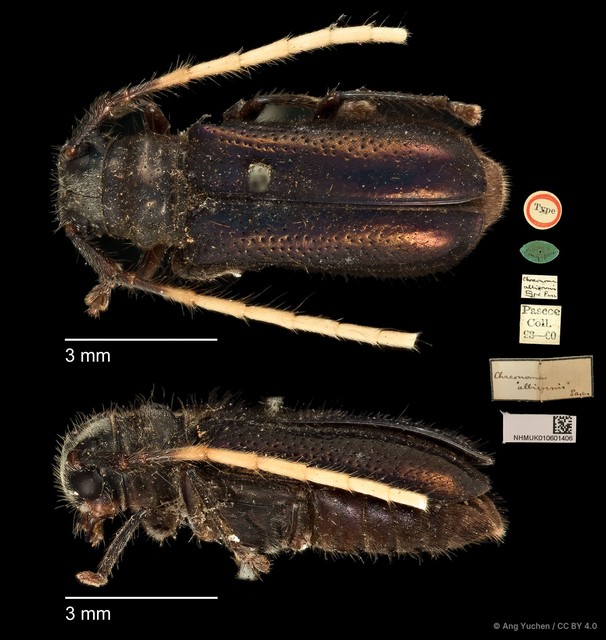 Bacchisa albicornis • © Ang Yuchen • CC BY 4.0
