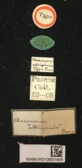 Bacchisa albicornis • All Rights Reserved Museum Label
