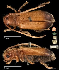 Bacchisa melanura • © Ang Yuchen • CC BY 4.0