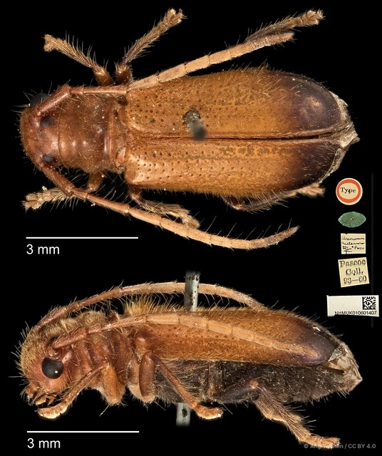 Bacchisa melanura • © Ang Yuchen • CC BY 4.0