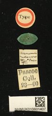 Bacchisa melanura • All Rights Reserved Museum Label