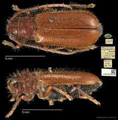 Bacchisa nigriventris • © Ang Yuchen • CC BY 4.0