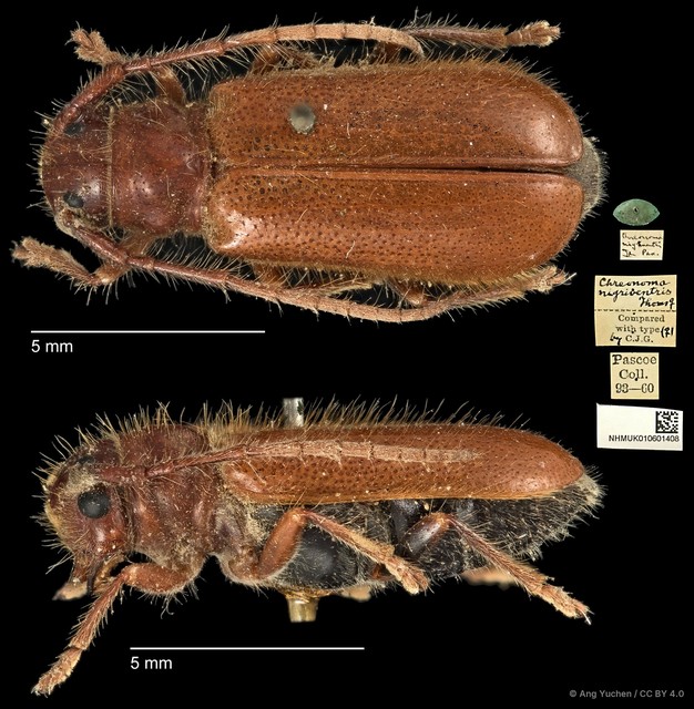 Bacchisa nigriventris • © Ang Yuchen • CC BY 4.0
