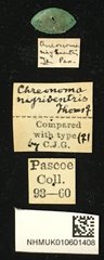 Bacchisa nigriventris • All Rights Reserved Museum Label
