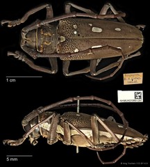 Batocera rubus (Linnaeus, 1758)