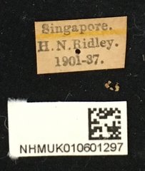 Batocera rubus • All Rights Reserved Museum Label