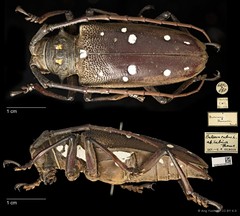Batocera rubus • © Ang Yuchen • CC BY 4.0