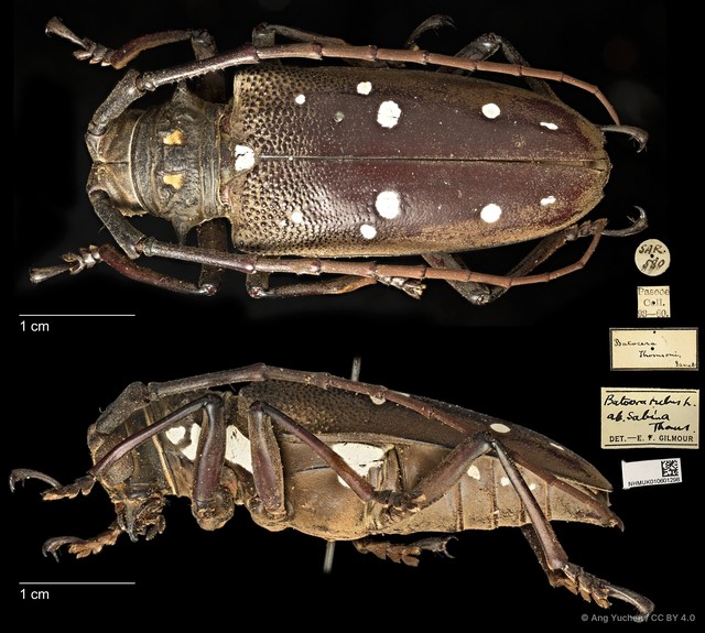 Batocera rubus