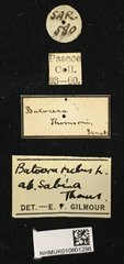 Batocera rubus • All Rights Reserved Museum Label