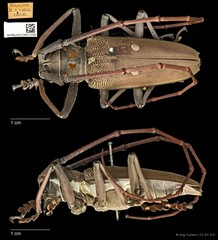 Batocera thomsonii • © Ang Yuchen • CC BY 4.0