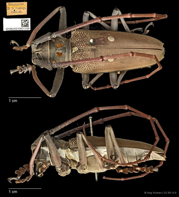 Batocera thomsonii • © Ang Yuchen • CC BY 4.0