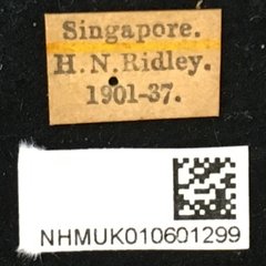 Batocera thomsonii • All Rights Reserved Museum Label