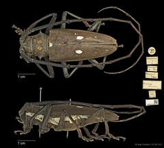 Batocera thomsonii • © Ang Yuchen • CC BY 4.0