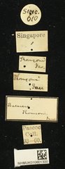 Batocera thomsonii • All Rights Reserved Museum Label