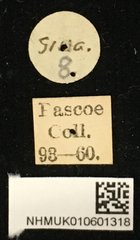 Cacia (Cacia) confusa • All Rights Reserved Museum Label