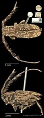 Cacia (Cacia) confusa • © Ang Yuchen • CC BY 4.0
