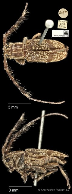 Cacia (Cacia) confusa