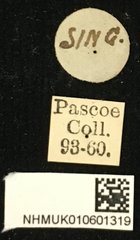 Cacia (Cacia) confusa • All Rights Reserved Museum Label