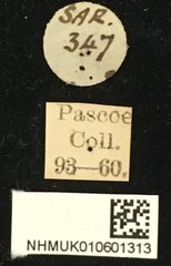 Cacia inculta inculta • All Rights Reserved Museum Label