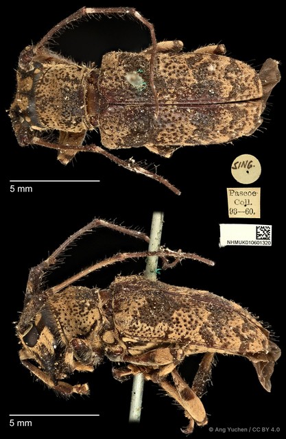 Cacia inculta inspinosa • © Ang Yuchen • CC BY 4.0