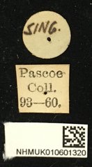 Cacia inculta inspinosa • All Rights Reserved Museum Label