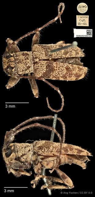 Cacia inculta inspinosa