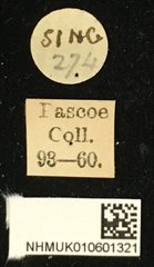 Cacia inculta inspinosa • All Rights Reserved Museum Label