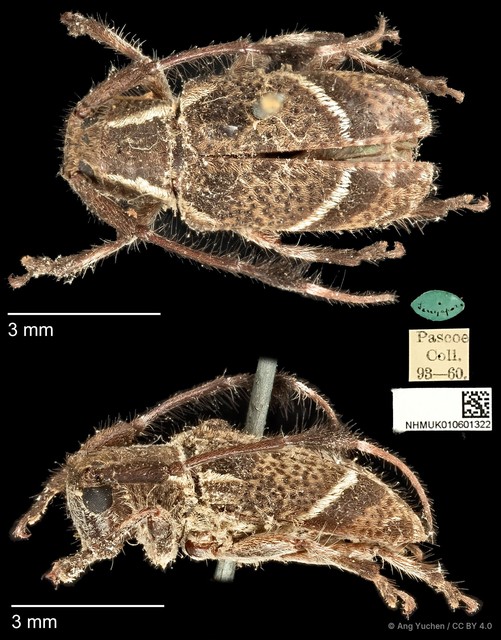 Cacia newmanni