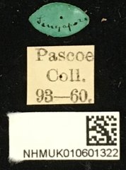 Cacia newmanni • All Rights Reserved Museum Label