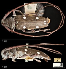 Cereopsius sexnotatus • © Ang Yuchen • CC BY 4.0