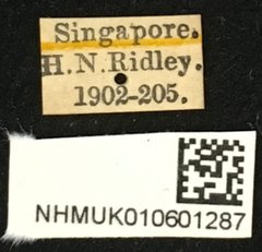 Cereopsius sexnotatus • All Rights Reserved Museum Label