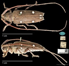 Cereopsius sexnotatus • © Ang Yuchen • CC BY 4.0