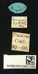 Cereopsius sexnotatus • All Rights Reserved Museum Label