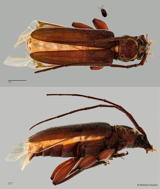 Ceresium sp. "cf. unicolor ZRCBDP0057524" • © Maimon Hussin • All Rights Reserved