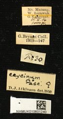 Chloridolum ceycinum • All Rights Reserved Museum Label