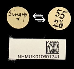 Chloridolum cinnyris • All Rights Reserved Museum Label