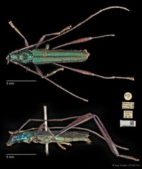 Chloridolum cinnyris • © Ang Yuchen • CC BY 4.0
