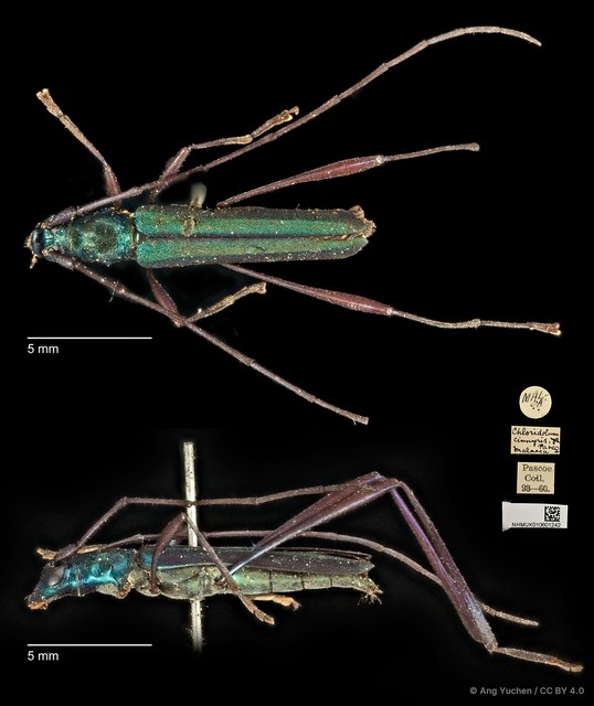 Chloridolum cinnyris