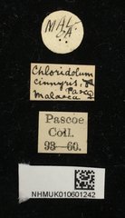 Chloridolum cinnyris • All Rights Reserved Museum Label