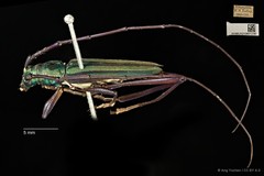 Chloridolum thomsoni • © Ang Yuchen • CC BY 4.0