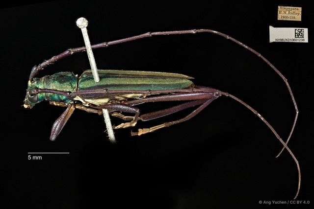 Chloridolum thomsoni • © Ang Yuchen • CC BY 4.0