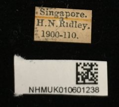 Chloridolum thomsoni • All Rights Reserved Museum Label